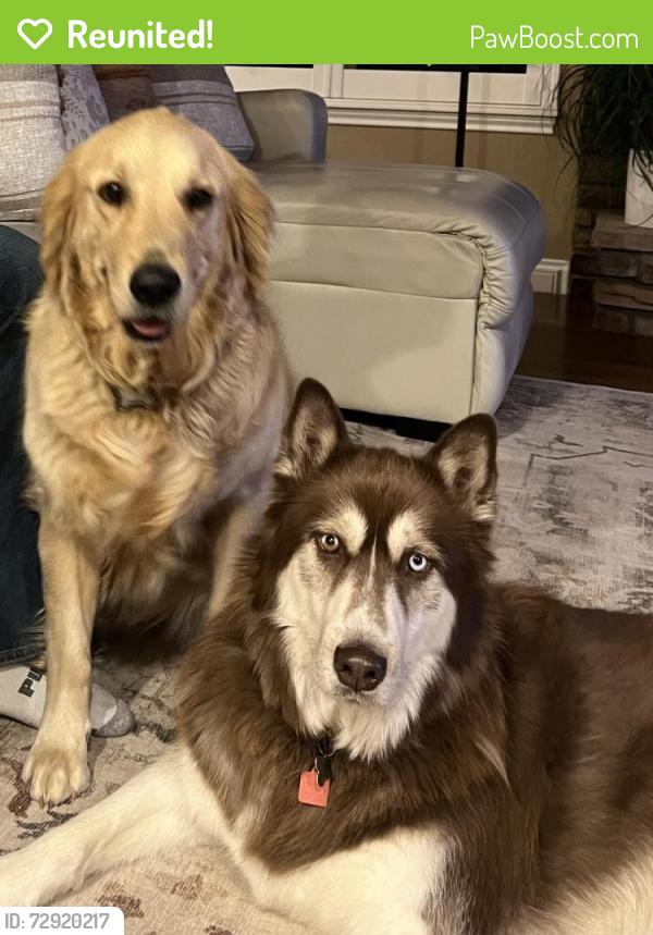 Reunited Male Dog last seen Will o the wisp way, Monument, CO 80132