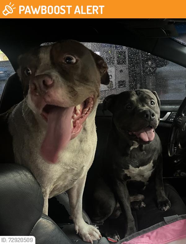 Found/Stray Unknown Dog last seen MOONEY ROAD Tom Thumb , Fort Walton Beach, FL 32547