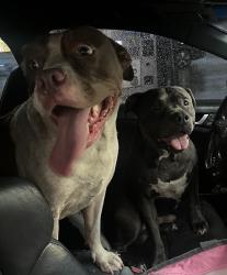 Found/Stray Unknown Dog last seen MOONEY ROAD Tom Thumb , Fort Walton Beach, FL 32547