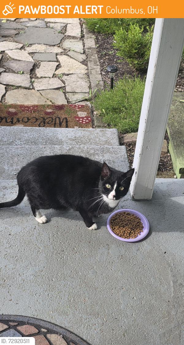 Found/Stray Unknown Cat last seen ord and Cleveland Ave, Columbus, OH 43224
