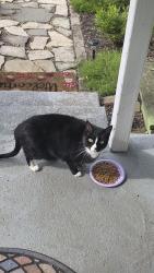 Found/Stray Unknown Cat last seen ord and Cleveland Ave, Columbus, OH 43224