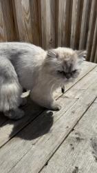 Found/Stray Unknown Cat last seen Hackney Bridge food court , Hackney Wick, England 