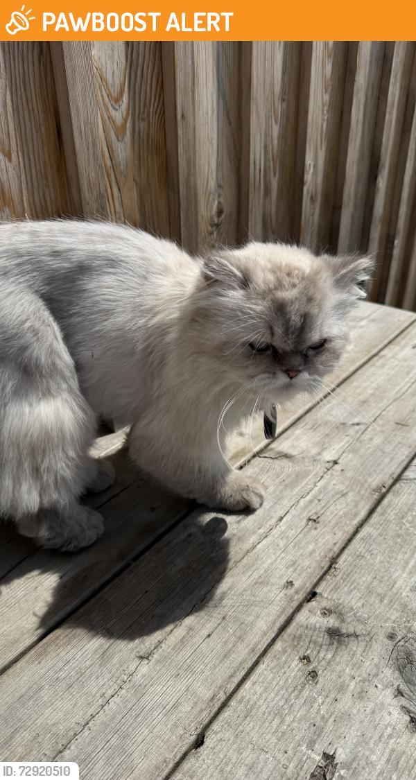 Found/Stray Unknown Cat last seen Hackney Bridge food court, Hackney Wick, England 