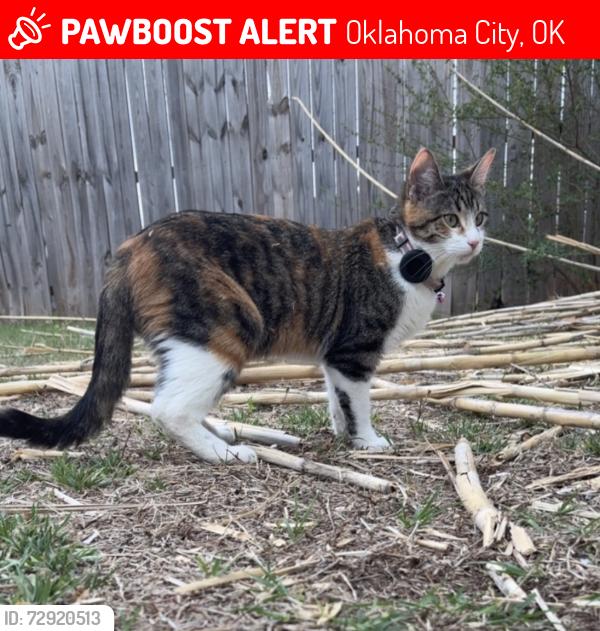 Lost Female Cat last seen 52nd place and south DrexelAve, Oklahoma City, OK 73159
