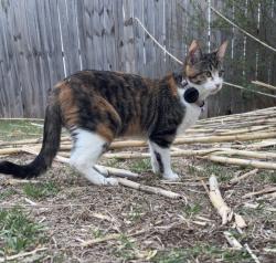 Lost Female Cat last seen 52nd place and south DrexelAve, Oklahoma City, OK 73159