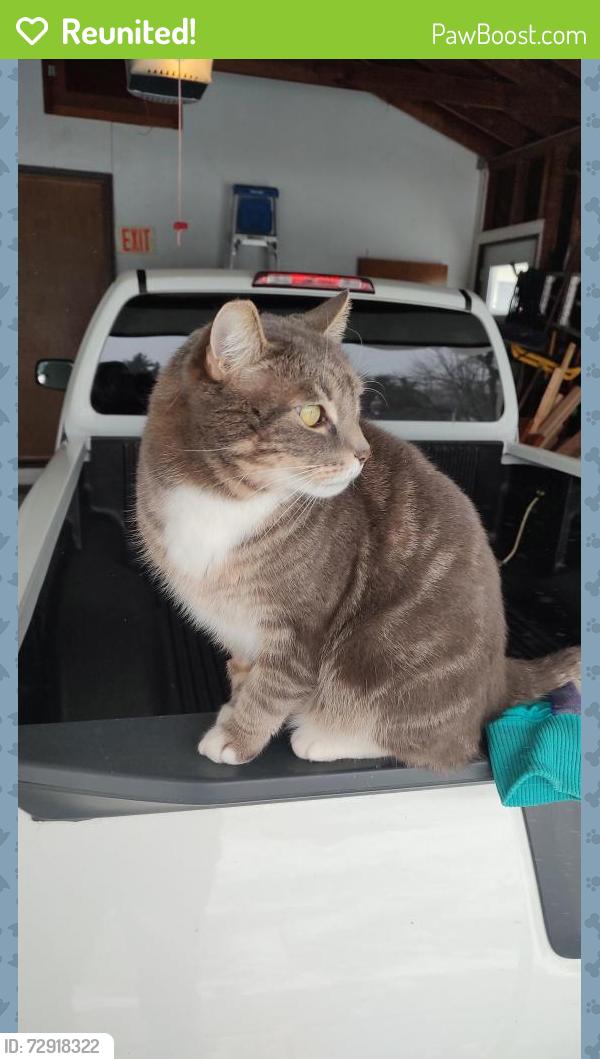 Reunited Male Cat last seen Wisconsin street and Elm Street , Delavan, WI 53115
