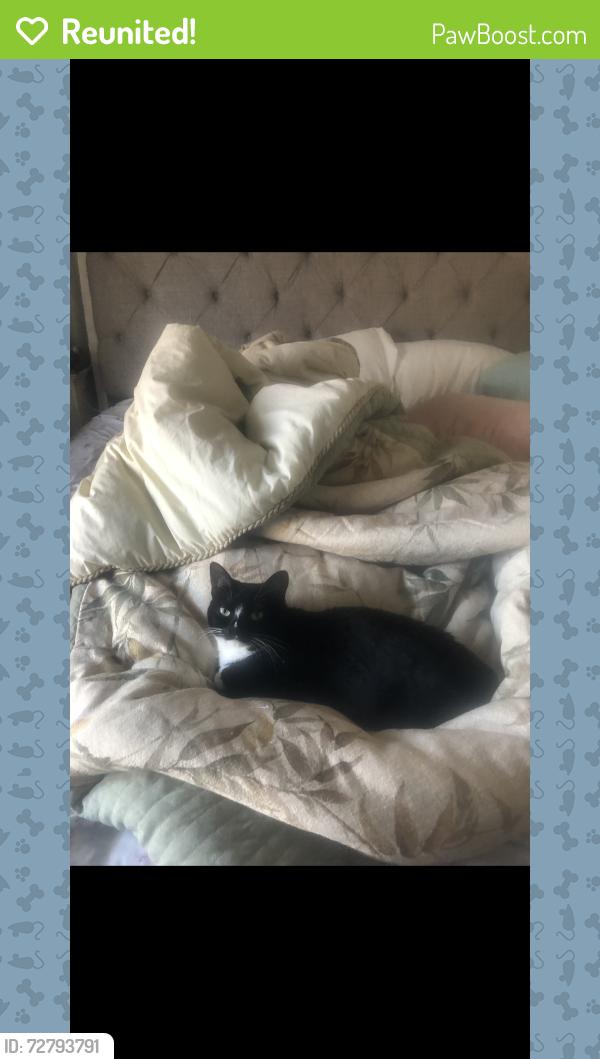 Reunited Female Cat last seen Rodgers Lake Rd, Kannapolis, NC, Kannapolis, NC 28083