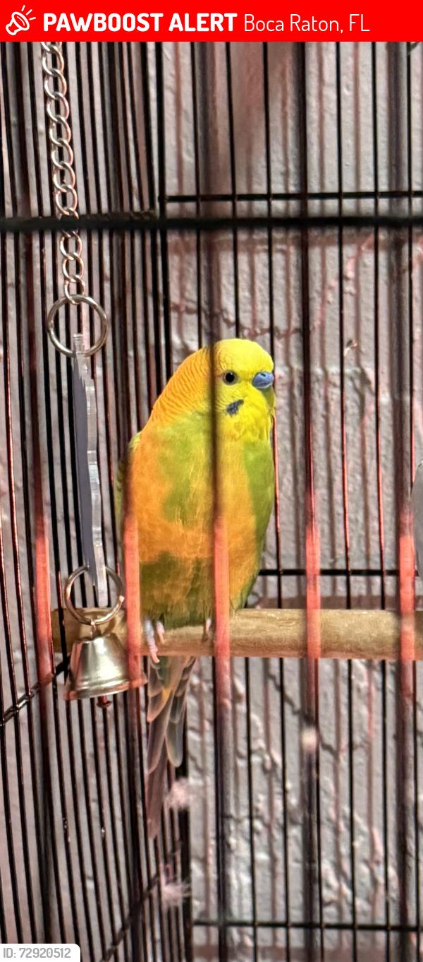 Lost Male Bird last seen Weeping Willow TR and Bay Laurel Way , Boca Ratón , Boca Raton, FL 33487