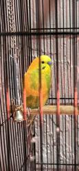 Lost Male Bird last seen Weeping Willow TR and Bay Laurel Way , Boca Ratón , Boca Raton, FL 33487