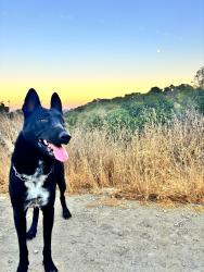 Lost Male Dog last seen PIRINEN LANE (POPPY PATCH )  / SHARNEE CIRCLE ( CREEKWOOD) , Modesto, CA 95355