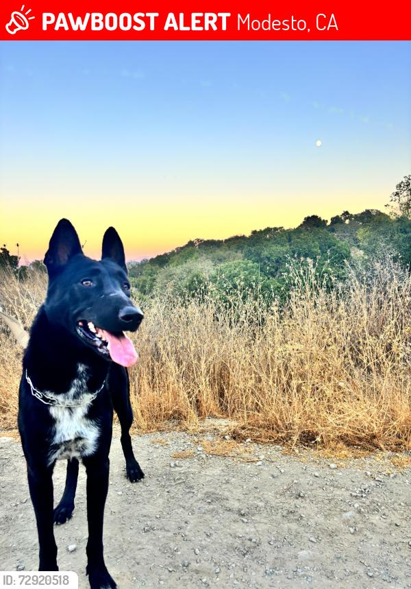 Lost Male Dog last seen PIRINEN LANE (POPPY PATCH )  / SHARNEE CIRCLE ( CREEKWOOD) , Modesto, CA 95355