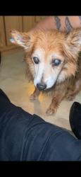Reunited Male Dog last seen Near Cornelius Rd, Mooresville, NC 28117, USA, Mooresville, NC 28117