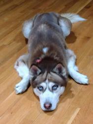 Reunited Male Dog last seen Church & Three Chopt, Richmond, VA 23233