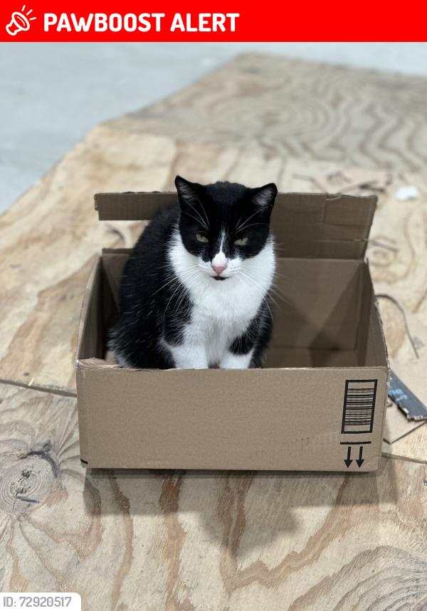 Lost Male Cat last seen Hwy OO, Hickory Grove Township, MO 63390