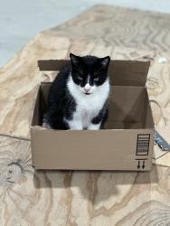 Lost Male Cat last seen Hwy OO, Hickory Grove Township, MO 63390