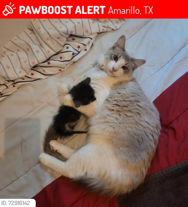 Lost Male Cat last seen Northeast 11th Avenue, 79107, Amarillo, TX 79107