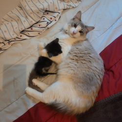 Lost Male Cat last seen Northeast 11th Avenue, 79107, Amarillo, TX 79107