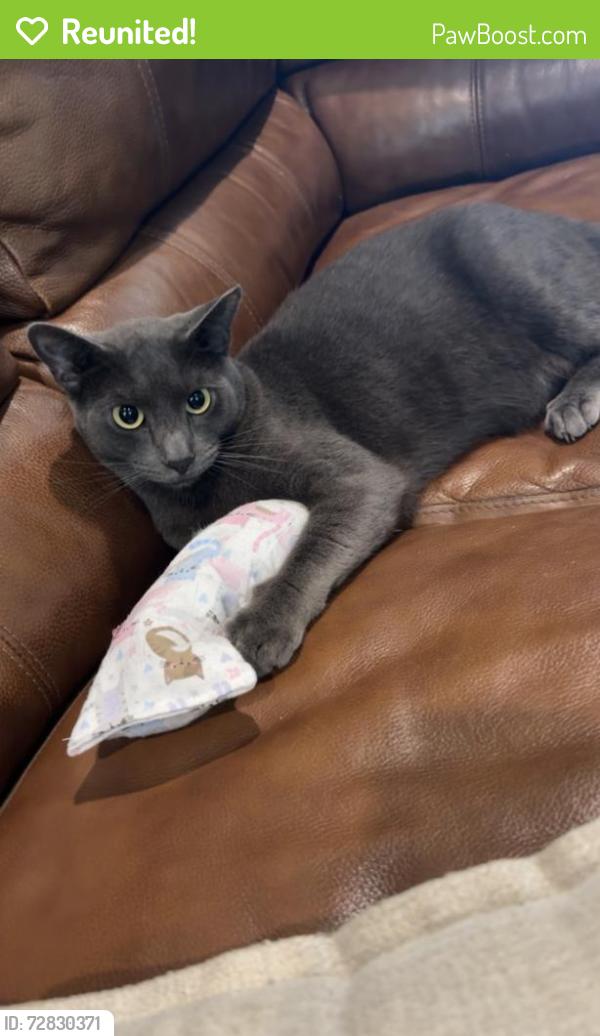 Reunited Male Cat last seen Ranch Rd and Ryefield Rd, Lake Helen, FL 32744