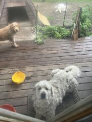 Reunited Female Dog last seen Near Hyacinth Ave E, St Paul, MN 55106, USA, Saint Paul, MN 55106