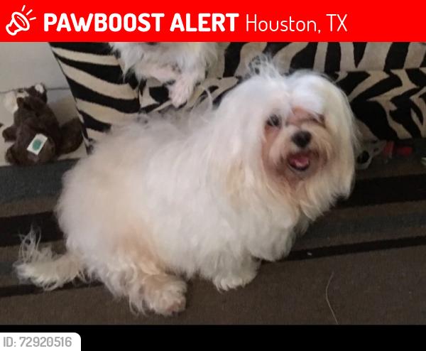 Lost Female Dog last seen Renwick, Houston, TX 77081