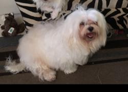 Lost Female Dog last seen Renwick, Houston, TX 77081