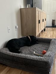 Reunited Female Dog last seen Jackson Green Apartments , Jackson Township, NJ 08527