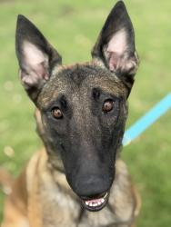 Reunited Female Dog last seen Walmart in Atascocita , Humble, TX 77346