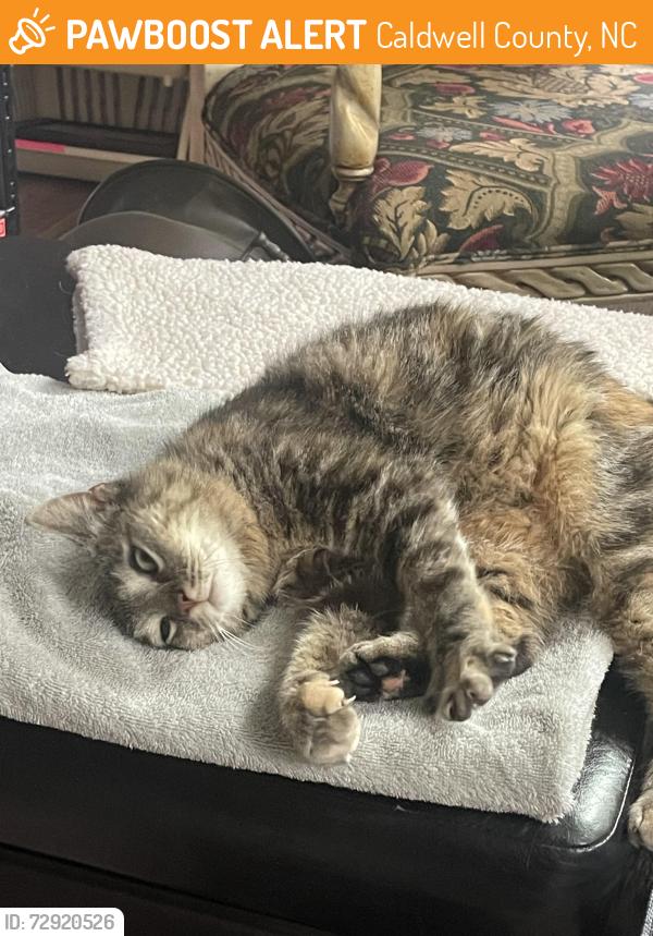 Found/Stray Unknown Cat last seen Off Connelly Springs Road, Caldwell County, NC 28630