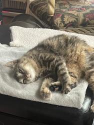 Found/Stray Unknown Cat last seen Off Connelly Springs Road, Caldwell County, NC 28630
