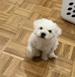 Reunited Male Dog last seen Near Fairfield avenue , Stamford, CT 06902