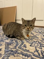 Reunited Female Cat last seen Willow Glen rd , Fallbrook, CA 92028