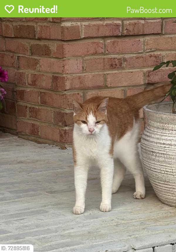 Reunited Unknown Cat last seen Harvey and Copperstone, Knox County, TN 37922