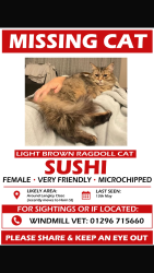Reunited Female Cat last seen Winslow Mk18 , Winslow, England MK18