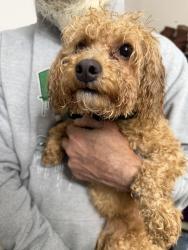 Reunited Male Dog last seen Knights Road and Street Road, Bensalem Township, PA 19020