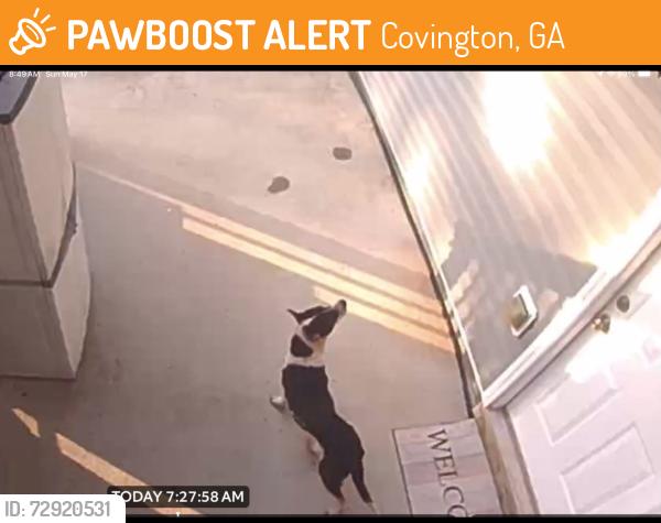 Found/Stray Unknown Dog last seen Mt Tabor Road (Almon Trace Sub Division), Covington, GA 30014