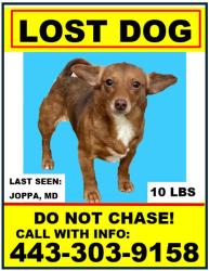 Reunited Female Dog last seen Joppa MD, Joppatowne, MD 21085