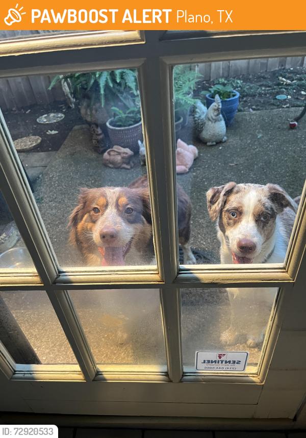 Found/Stray Female Dog last seen Steeplechase Park, Plano, TX, Plano, TX 75093