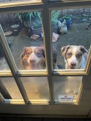 Found/Stray Female Dog last seen Steeplechase Park, Plano, TX, Plano, TX 75093