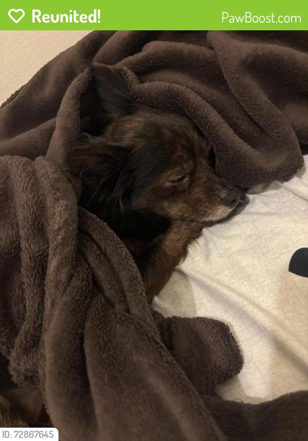 Reunited Male Dog last seen Belmont ave, Paterson, NJ 07522