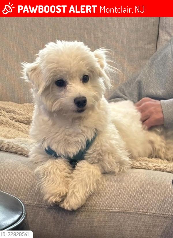 Lost Male Dog last seen Montclair Ave & Beverly, Montclair, NJ 07042