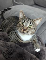 Lost Male Cat last seen Cedar View Lane, Miller Street, The Village s, Portland, OR 97229