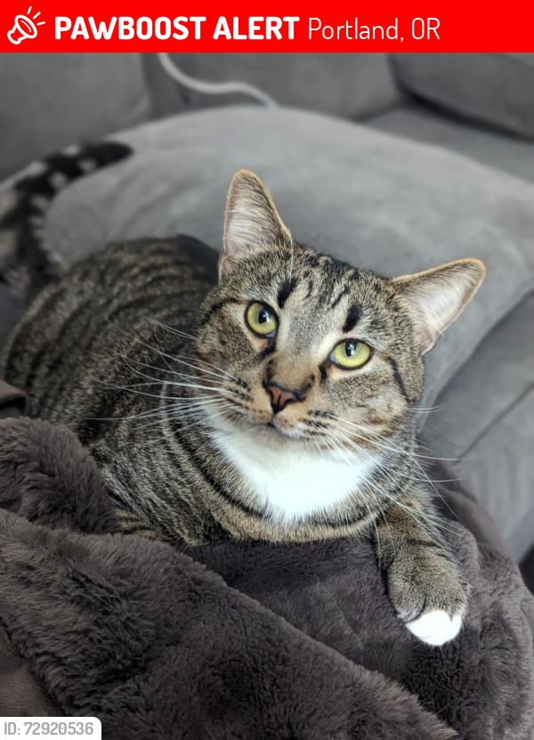 Lost Male Cat last seen Cedar View Lane, Miller Street, The Village s, Portland, OR 97229