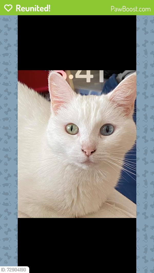 Reunited Female Cat last seen 9th Avenue , Watervliet, NY 12189