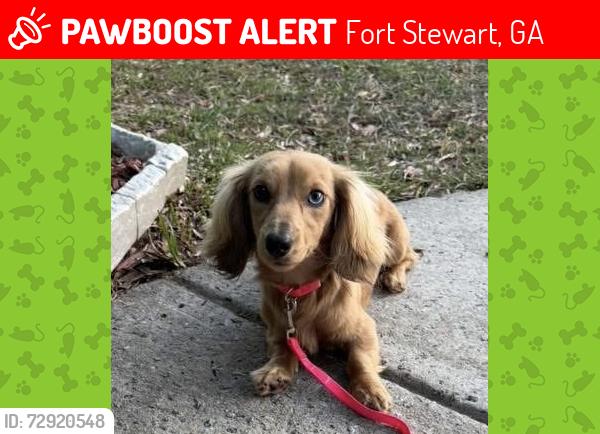 Lost Female Dog last seen Lacey oak in southern wood, Fort Stewart, GA 31315