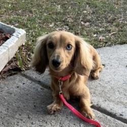 Lost Female Dog last seen Lacey oak in southern wood, Fort Stewart, GA 31315