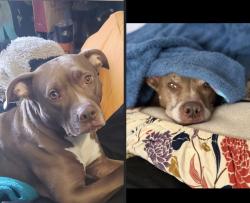 Reunited Female Dog last seen Fir st and lake mead blvd , Henderson, NV 89015