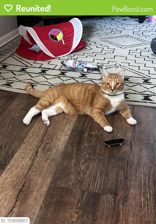 Reunited Male Cat last seen Campus rd, Schaffer rd, Elizabethtown, PA 17022