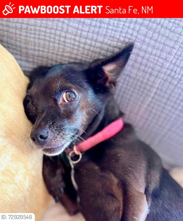 Lost Female Dog last seen Frank Ortiz dog park, Santa Fe, NM 87501