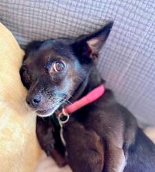 Lost Female Dog last seen Frank Ortiz dog park, Santa Fe, NM 87501