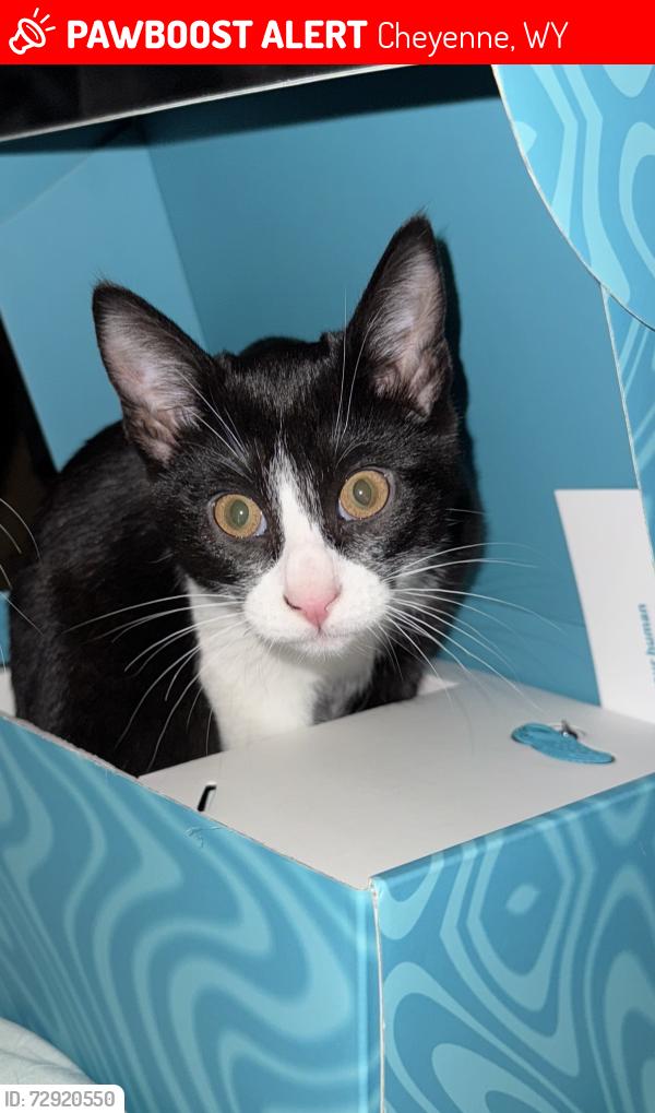 Lost Male Cat last seen Henderson elementary school, Cheyenne, WY 82001
